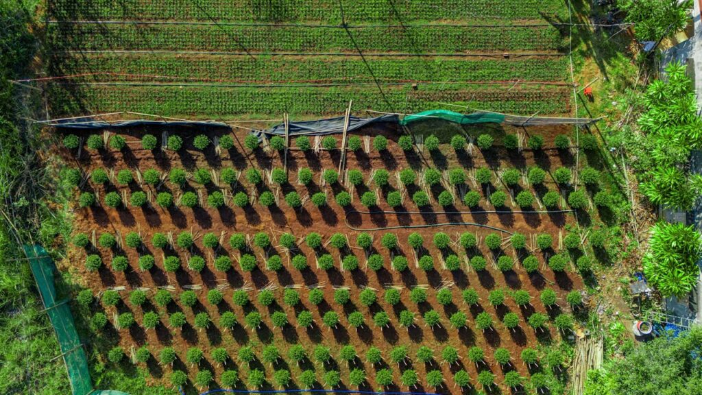pexels-photo-35518540 produzione cereali a Torrita di Siena